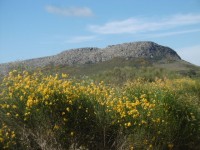 La Barrosa coin retamas