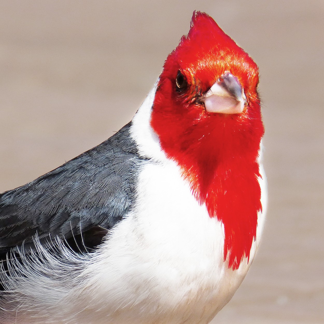 "Cardenal" de Kile Zabala