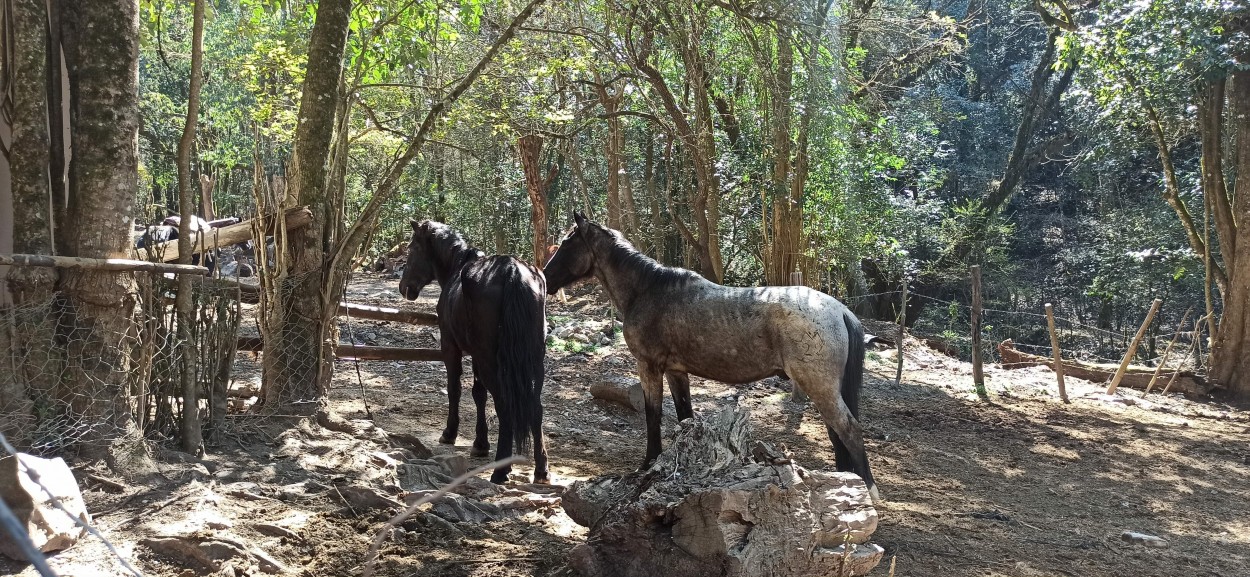 "Caballos norteos..." de Marcela Nadale Platero