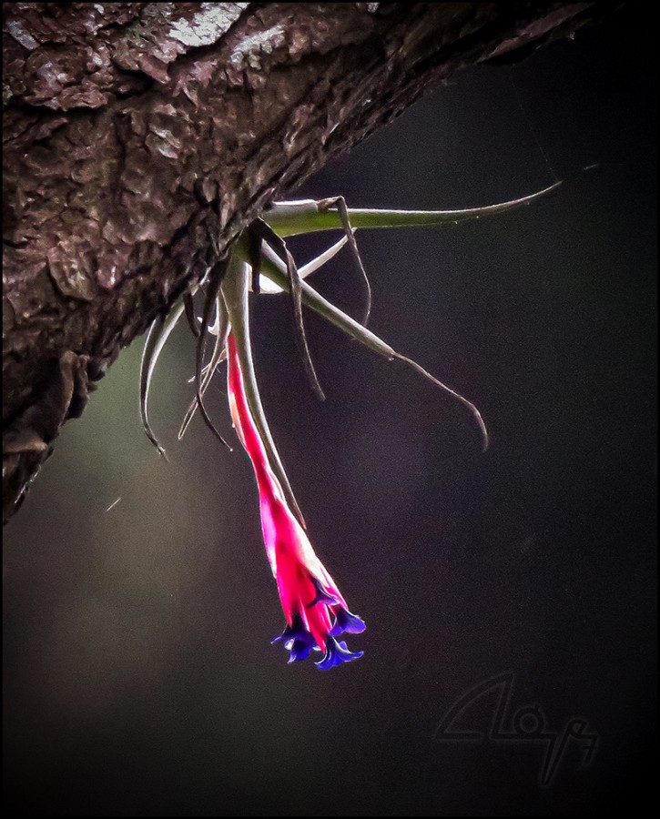 "del aire" de Anbal H. Lpez