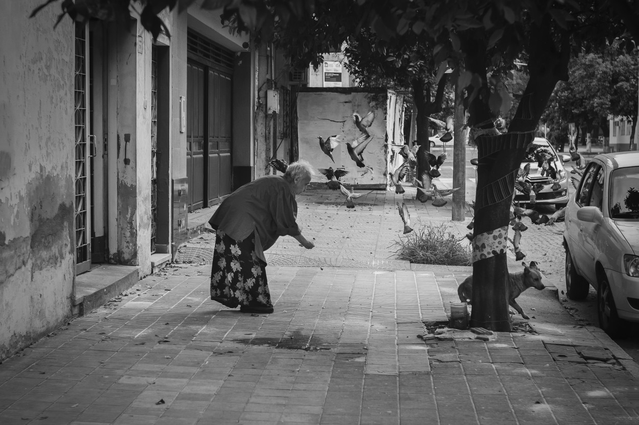 "la seora de las palomas" de Sergio Campero