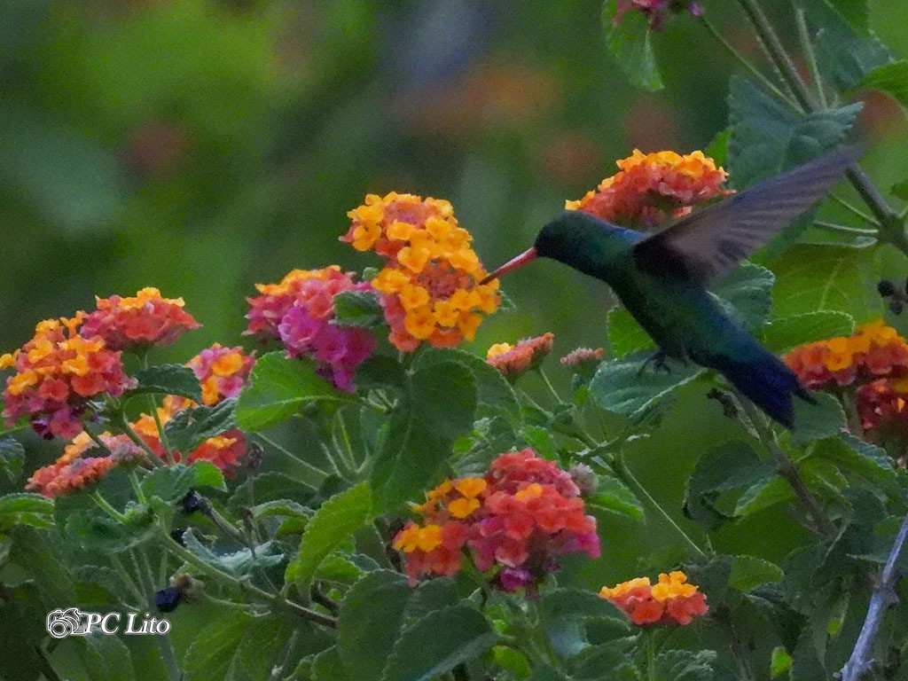 "Nectar" de Pascual Cetrangolo Pclito