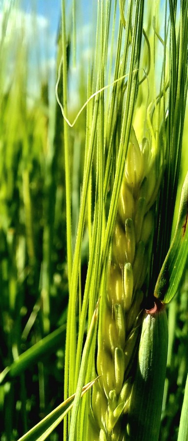 "Oro verde" de Patricia Sallete