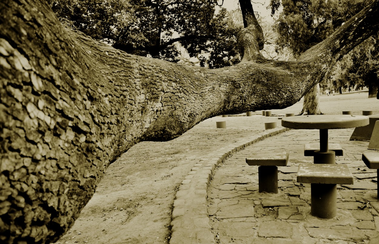 "El brazo de la naturaleza" de Jose Charles Mengeon