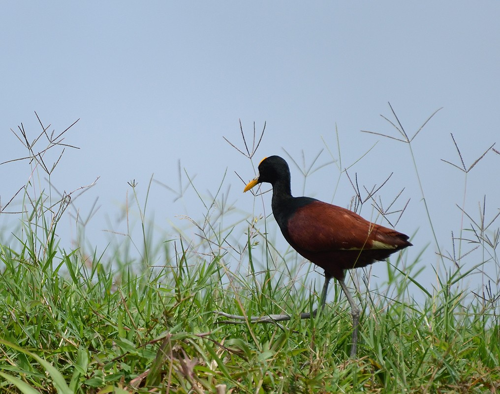 "Jacana" de Alejandra Di Sipio