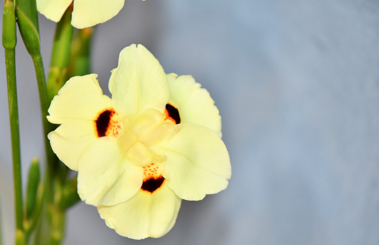 "Dietes bicolor" de Jose Charles Mengeon