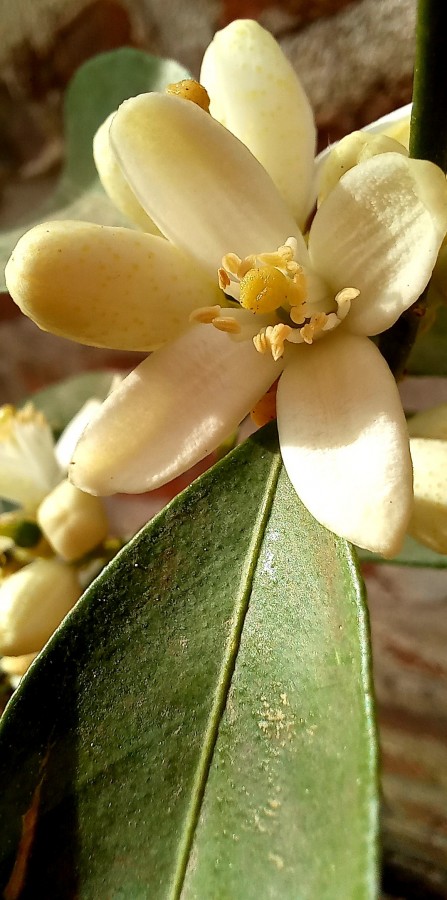 "Naranjo en flor" de Patricia Sallete