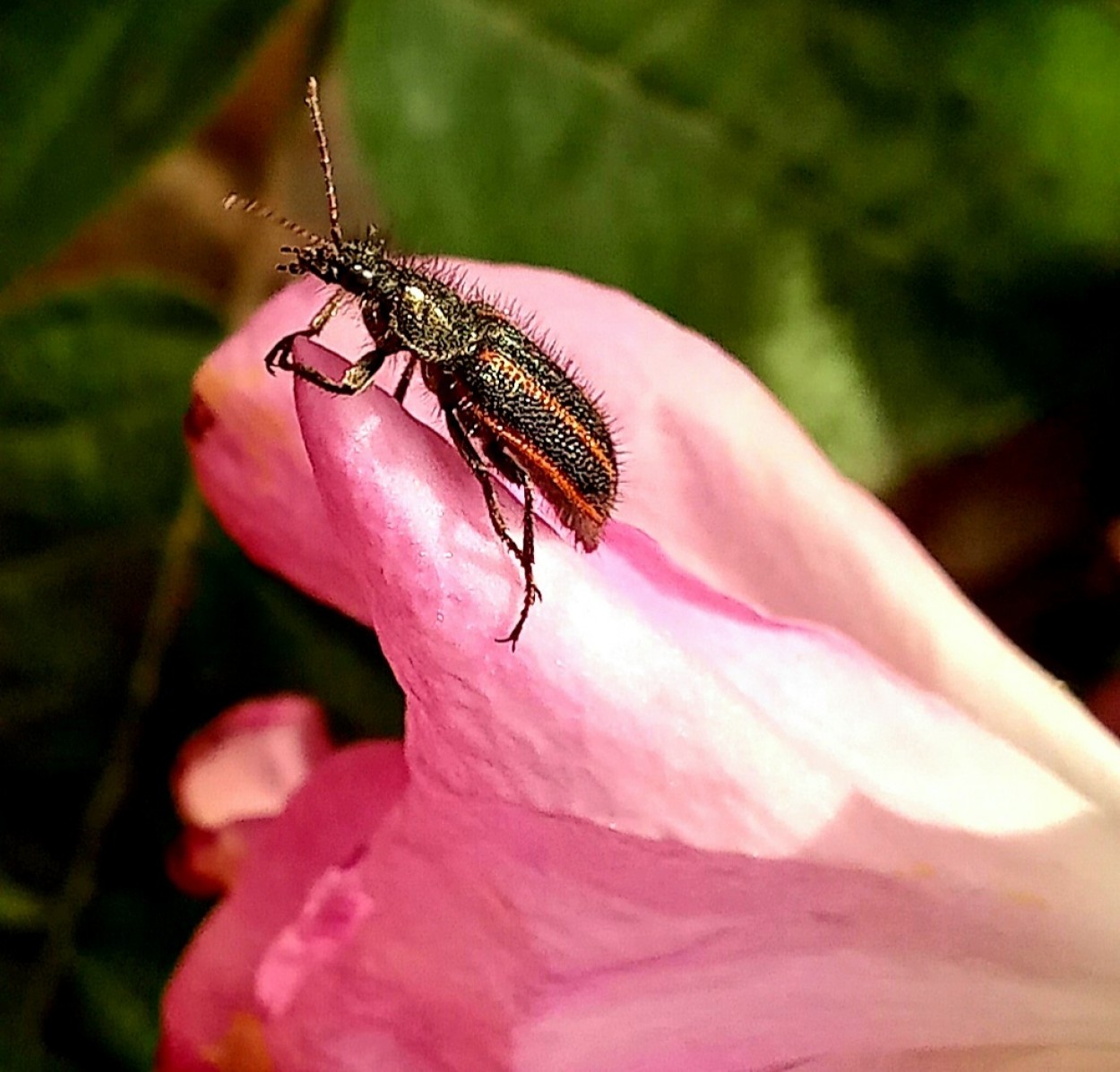 "Eres ma" de Patricia Sallete