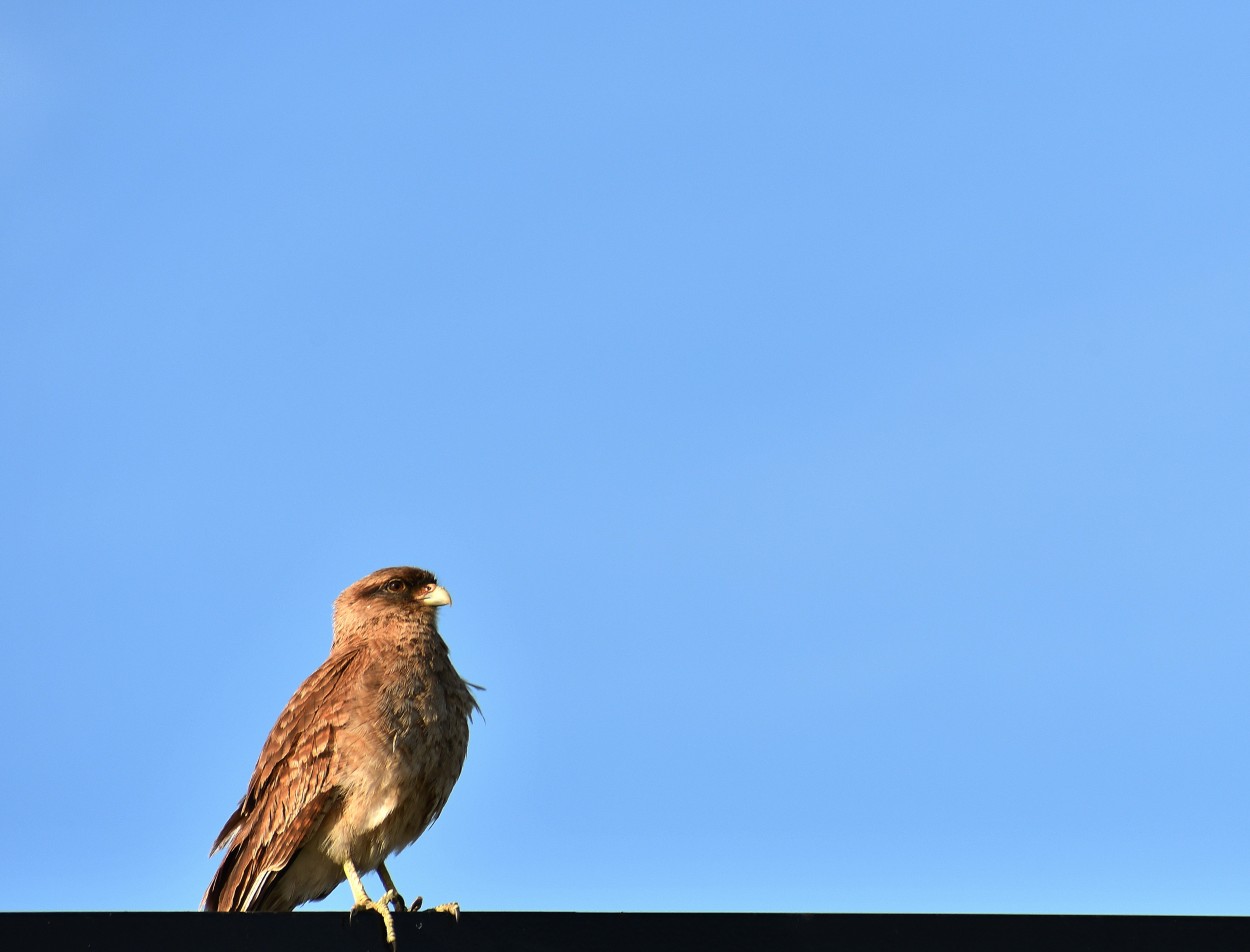 "Posando para la camara" de Jose Charles Mengeon