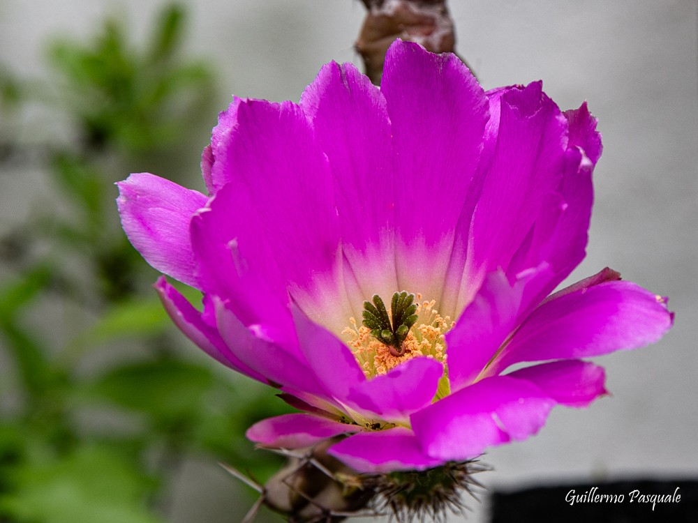 "Una Flor" de Guillermo Daniel Pasquale