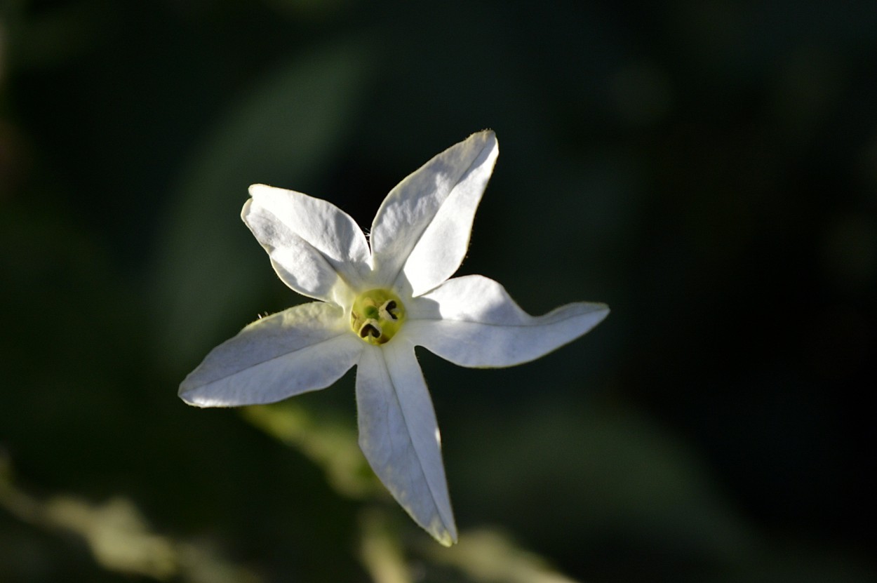 "flor silvestre" de Marcos Pedro Escudero