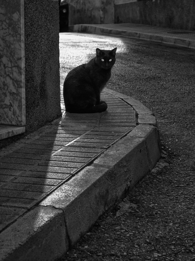 "Gato en la esquina" de Francisco Jos Cerd Ortiz