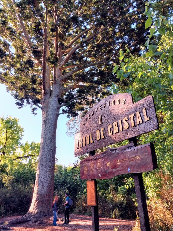 "El arbol de cristal" de Mara Baiza