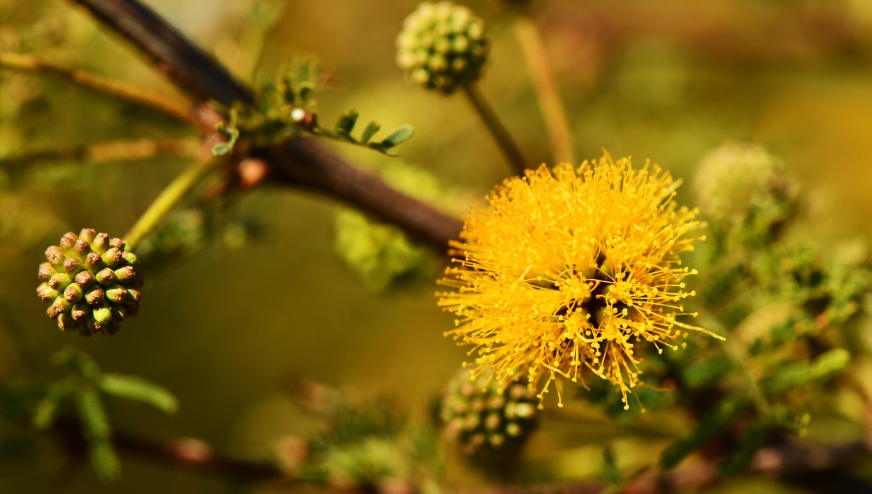 "Flor de espinillo" de Jose Charles Mengeon