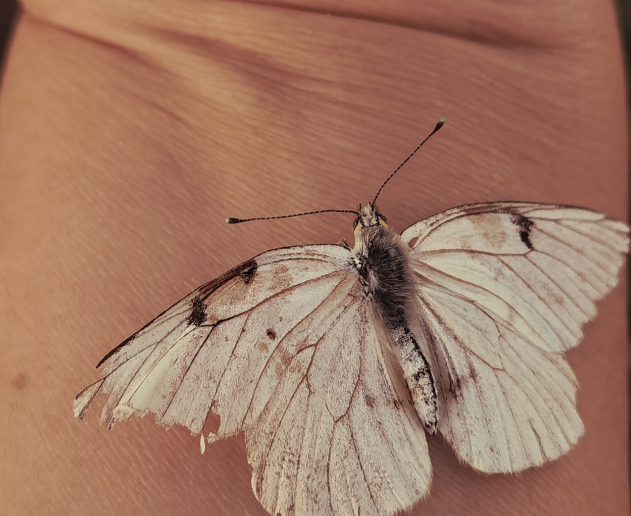 "Voy hacia el fuego como la mariposa" de Cecilia Mazurenco