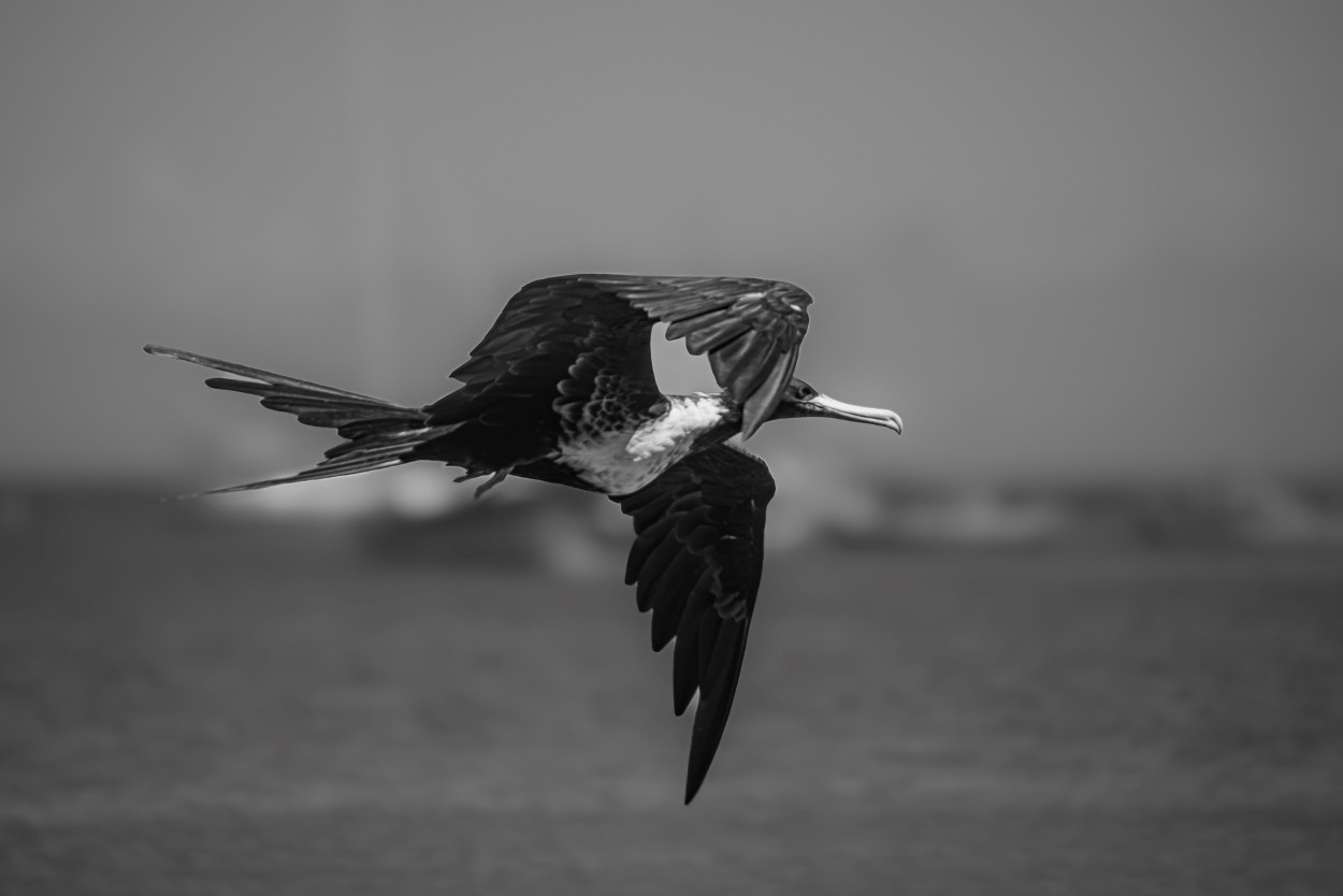 "El seor del vuelo" de Cecilia Noem Macayo