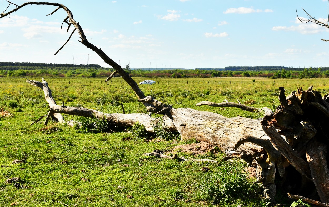 "Paisaje campestre" de Jose Charles Mengeon