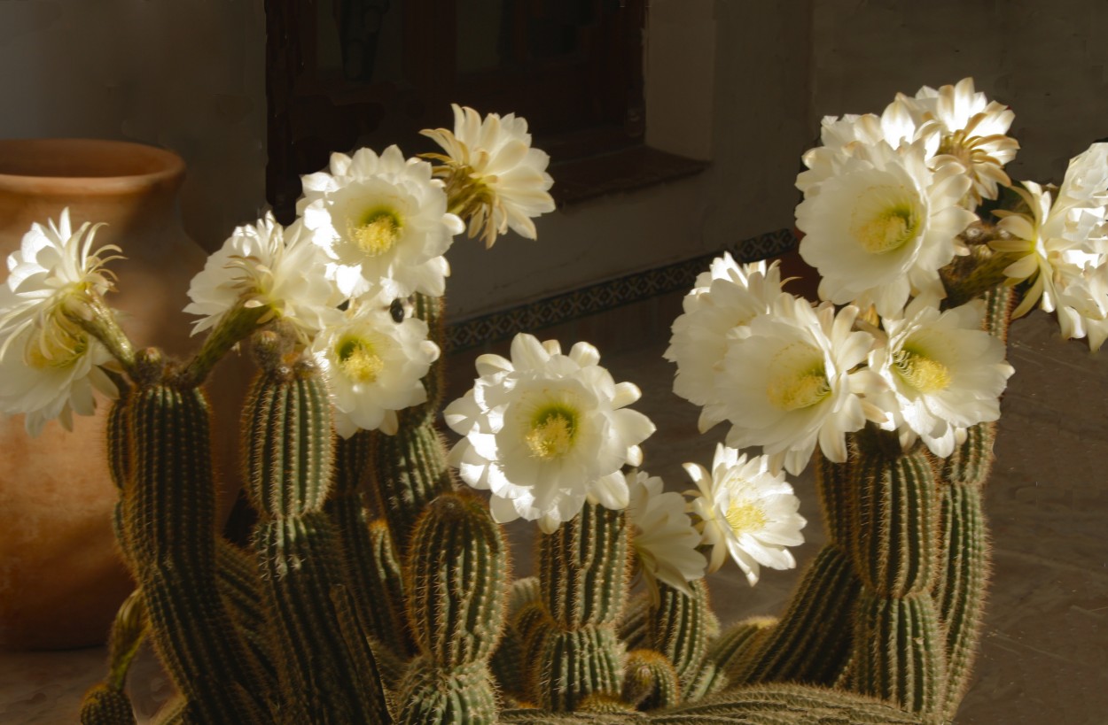 "CACTUS EN FLOR" de Mara Del Carmen Ruberto