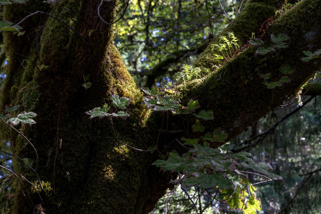 "In the forest" de Beatriz Neto