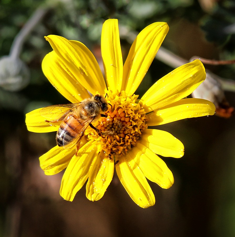 "Abeja trabajando..." de Juan Carlos Barilari