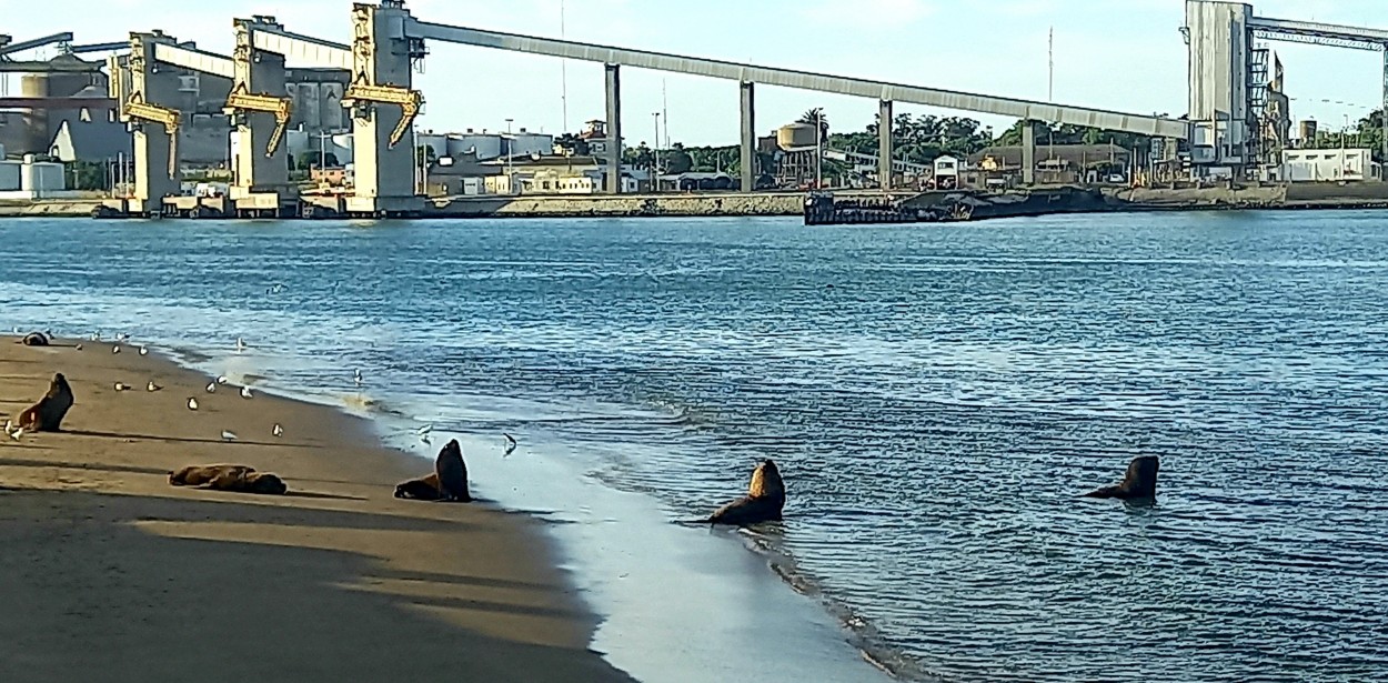 "Lobos al agua" de Patricia Sallete