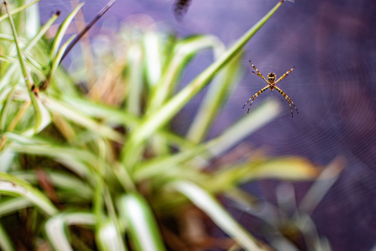 "Spider" de Oscar Mohamed