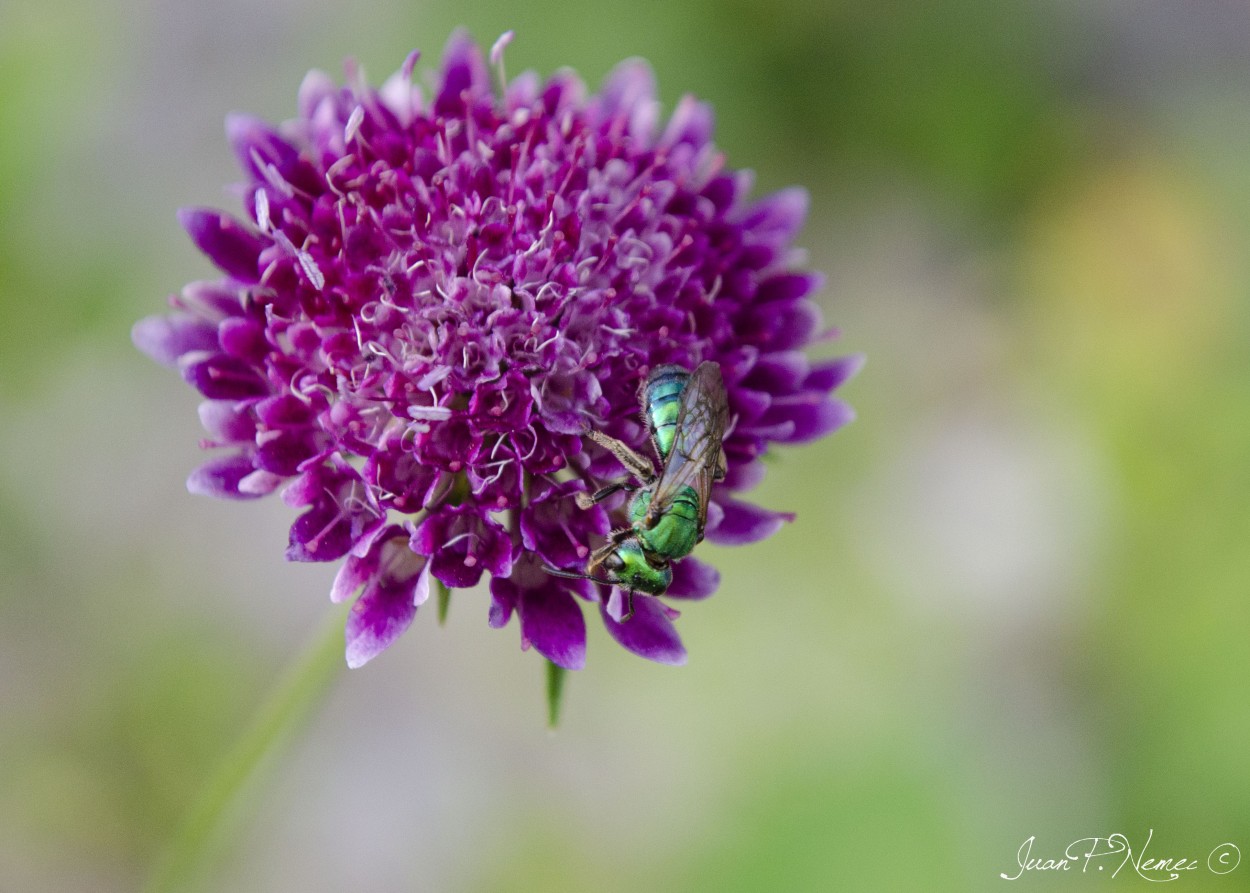 "Avispa verde recorriendo flores" de Juan P. Nemec