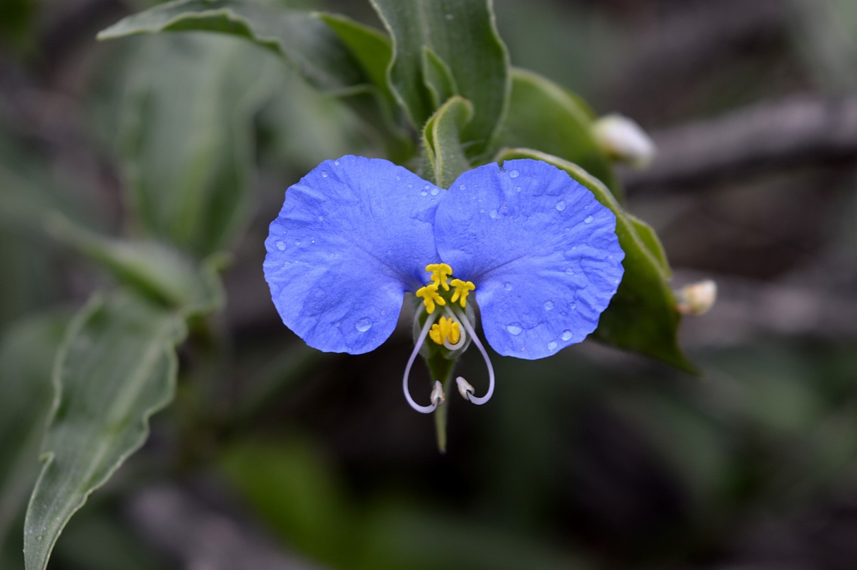 "flor de santa luca" de Marcos Pedro Escudero