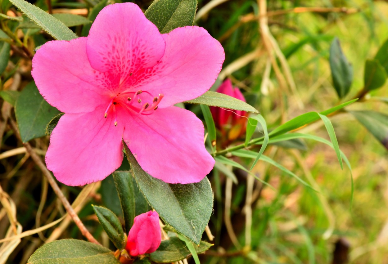 "Flor de azalea" de Jose Charles Mengeon