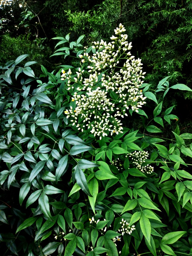 "Verde y blanco-colores de la naturaleza.." de Alicia Di Florio