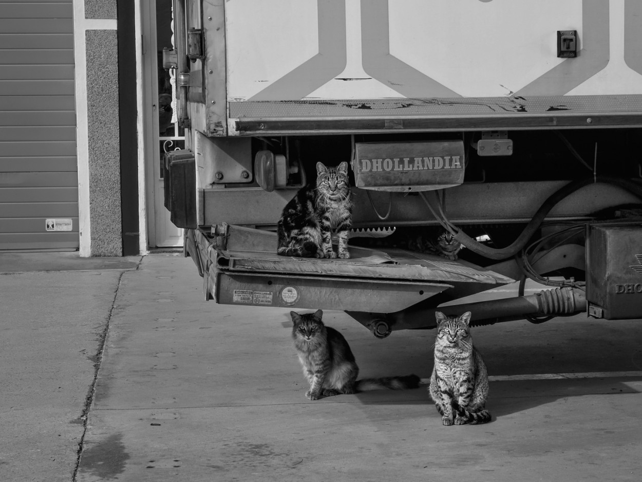 "Gatos camioneros" de Francisco Jos Cerd Ortiz