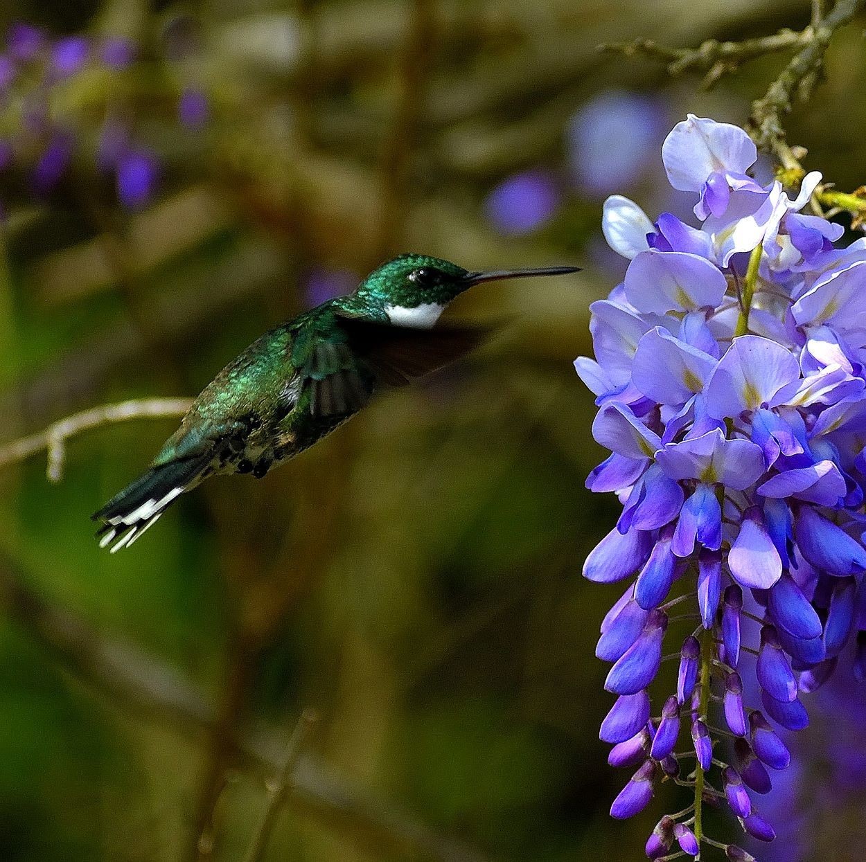 "Beija flor" de Estrella Viviana Civile