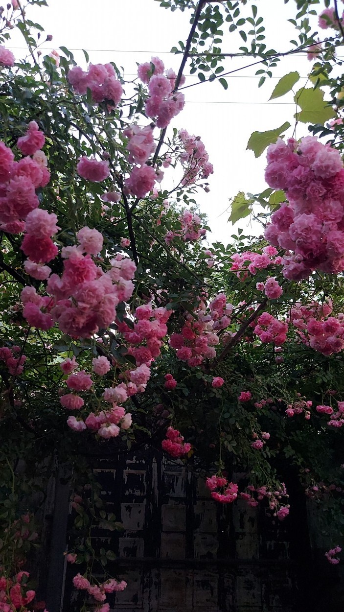 "NUBE ROSA" de Nilda Molina