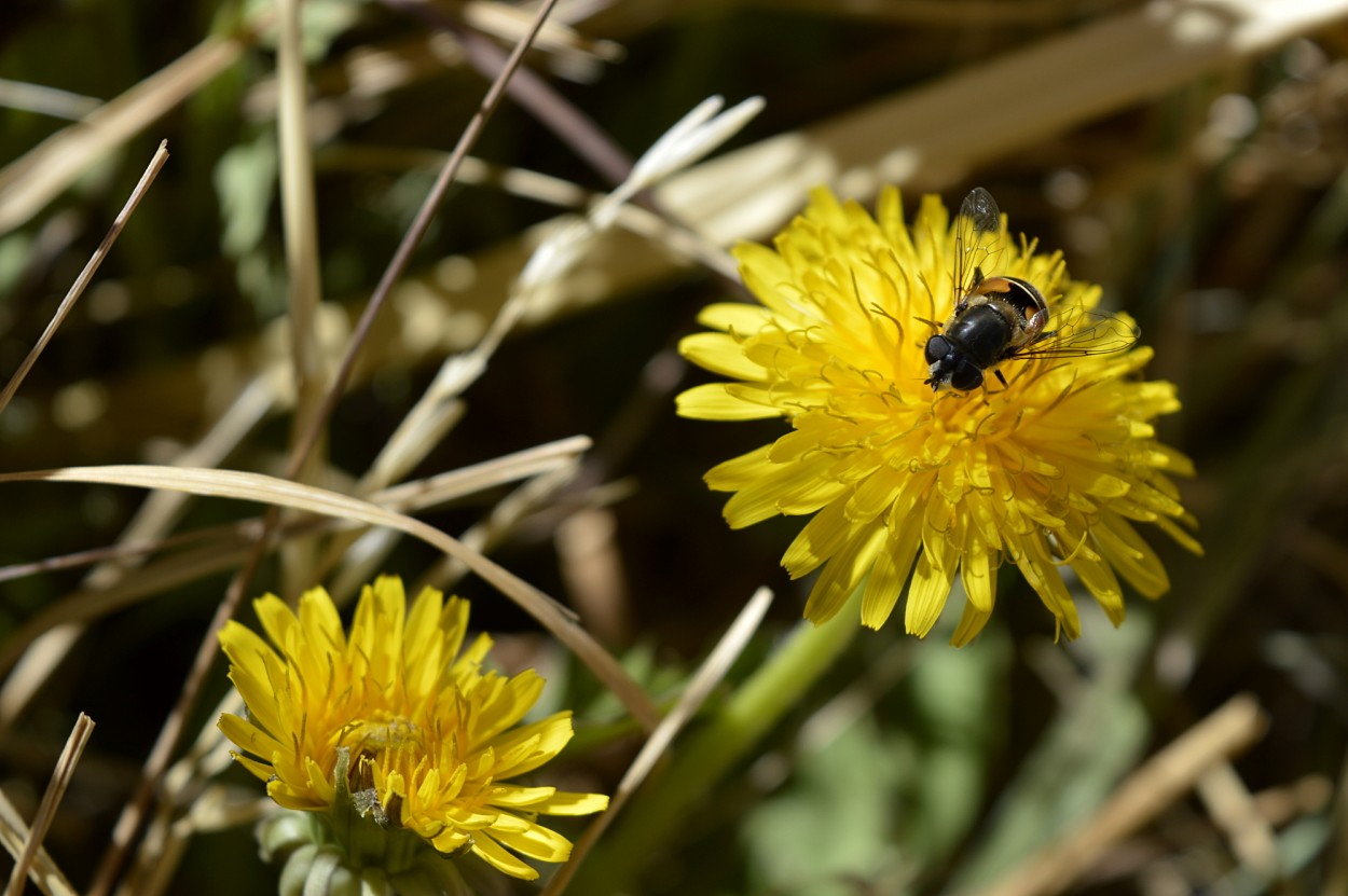 "Abeja punea" de Marcos Pedro Escudero