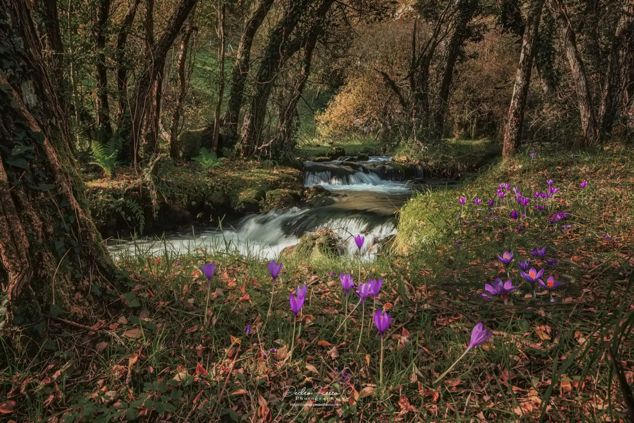 "Un rincon." de Pedro Fierro C Photography