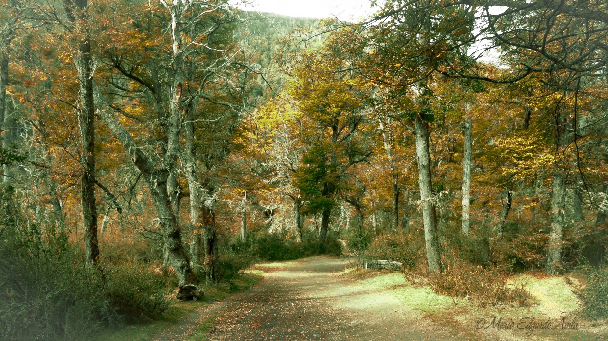 "PASEO POR EL BOSQUE" de Mario Edgardo Avila