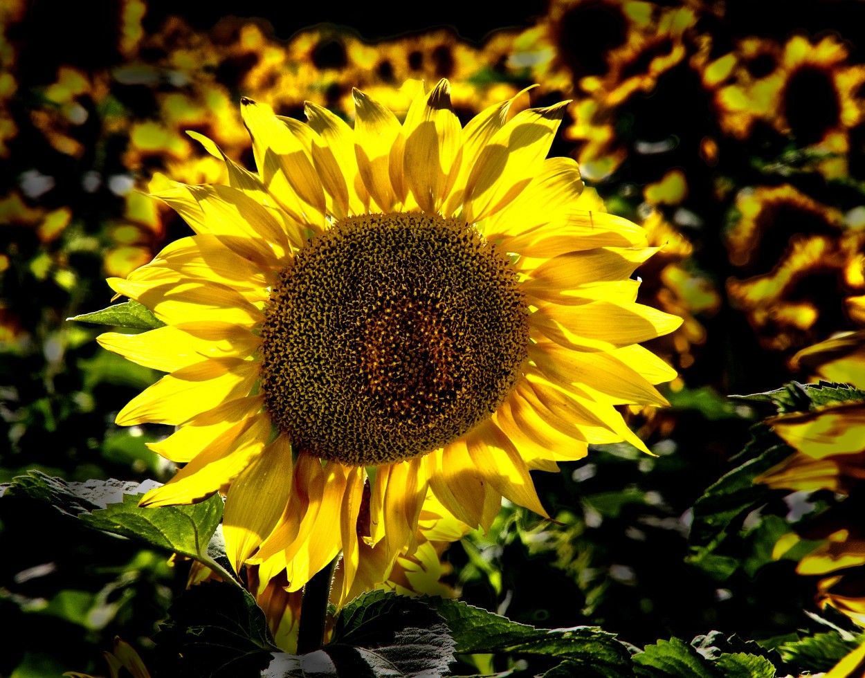 "Girasol" de Juan Carlos Barilari