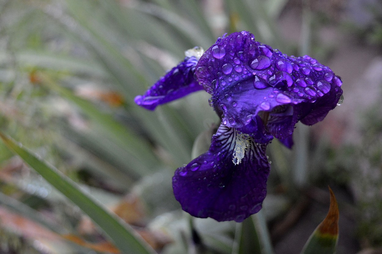 "iris y lluvia" de Marcos Pedro Escudero