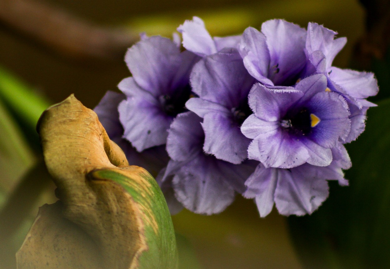 "Flor de camalote" de Ludmila Ros