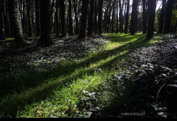 "Camino de luz" de Karina Rollet