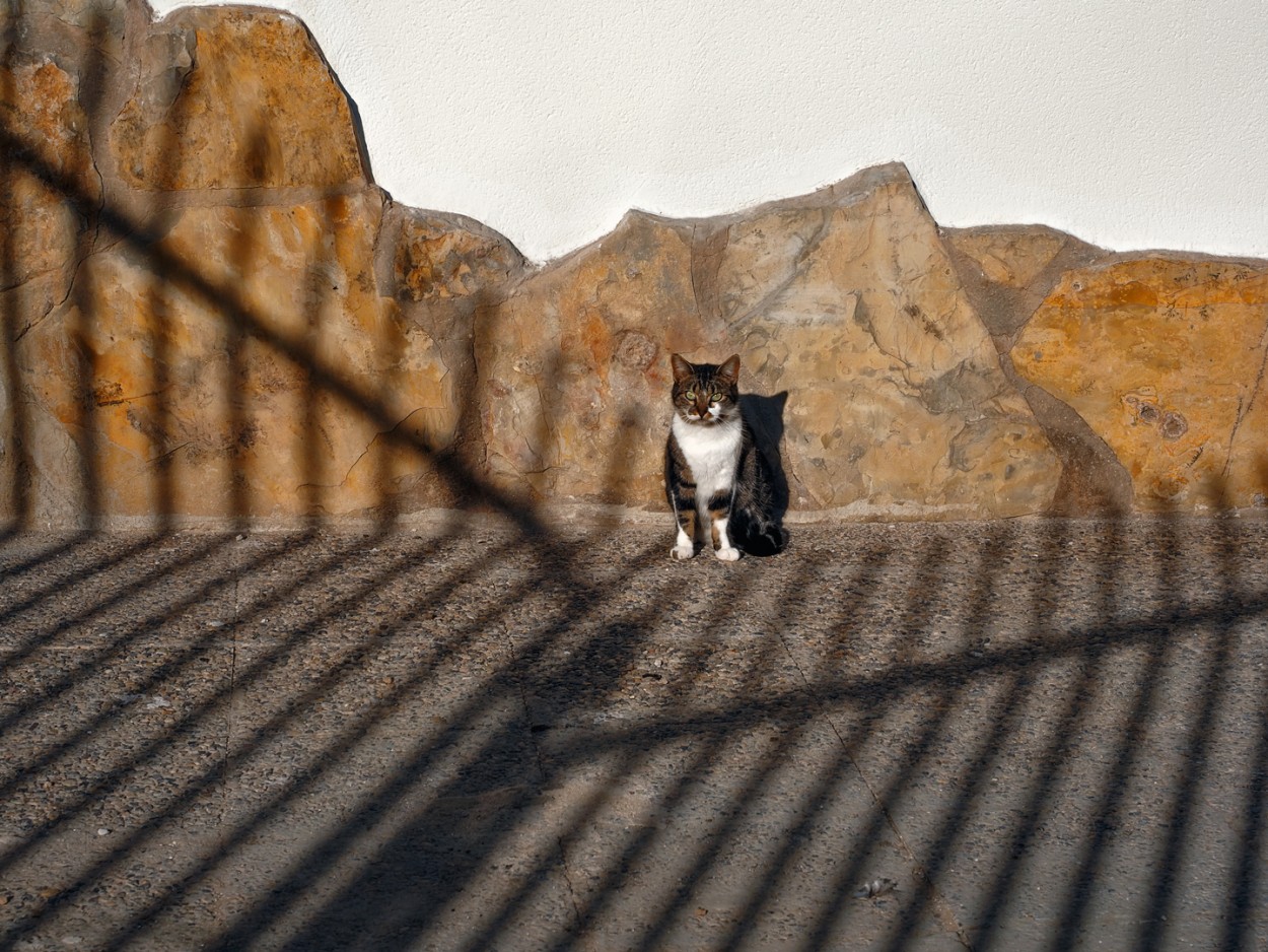 "Gatico tras la reja" de Francisco Jos Cerd Ortiz