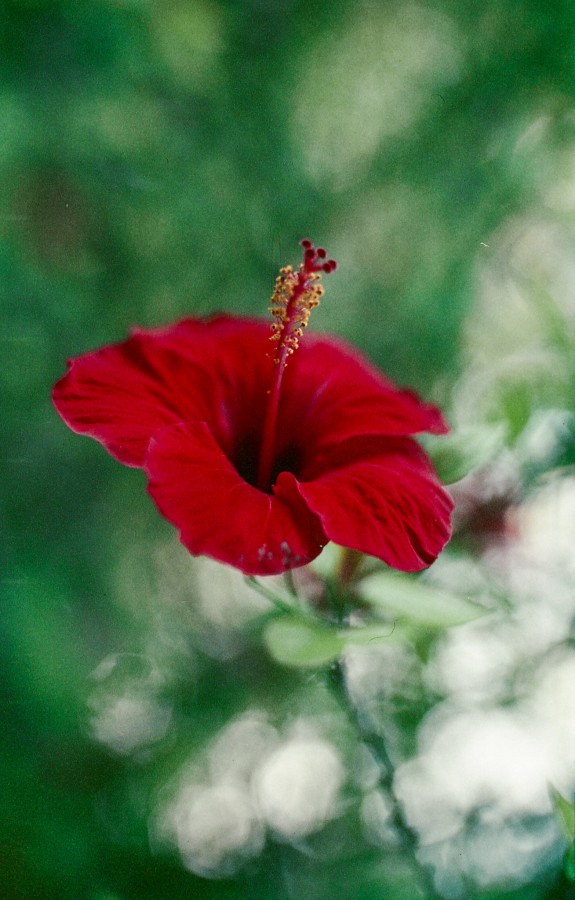 "Hibiscus" de Hernn Rades