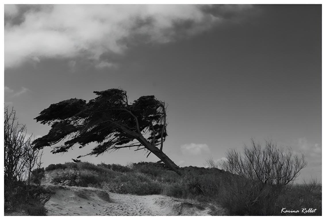 "El viento que todo empuja" de Karina Rollet