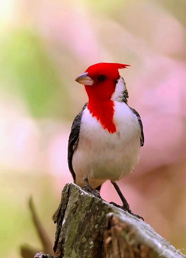 "Cardenal" de Jorge Vargas