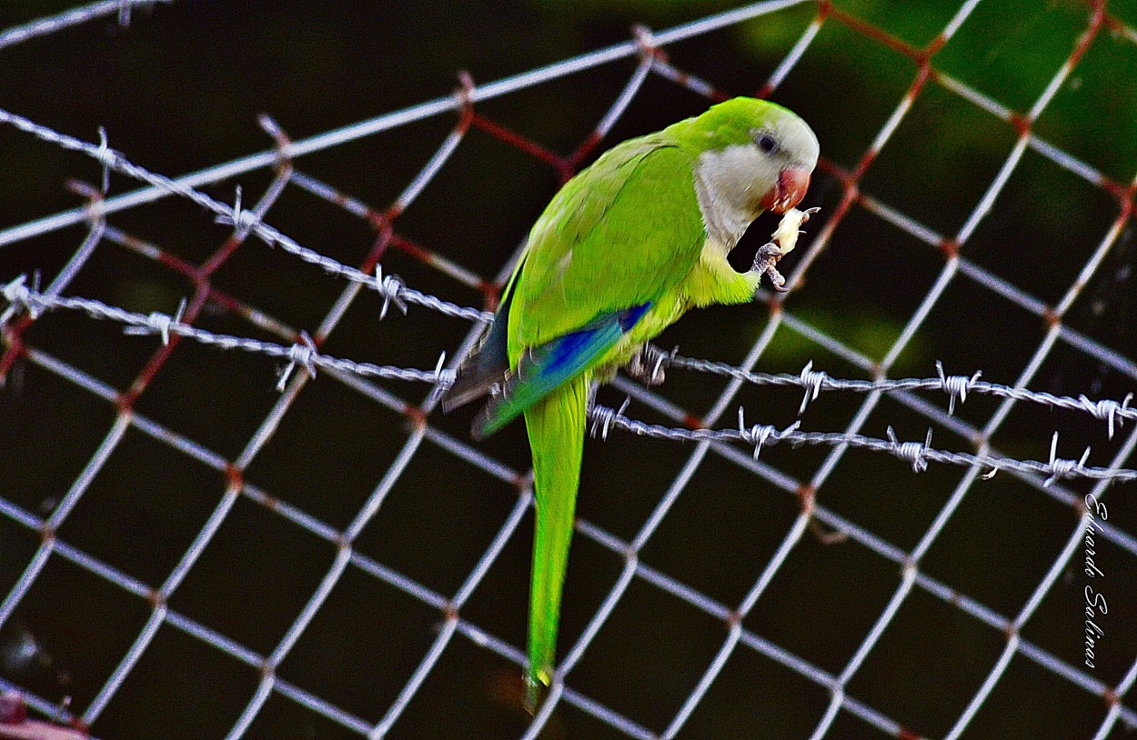 "lorito" de Ramon Salinas