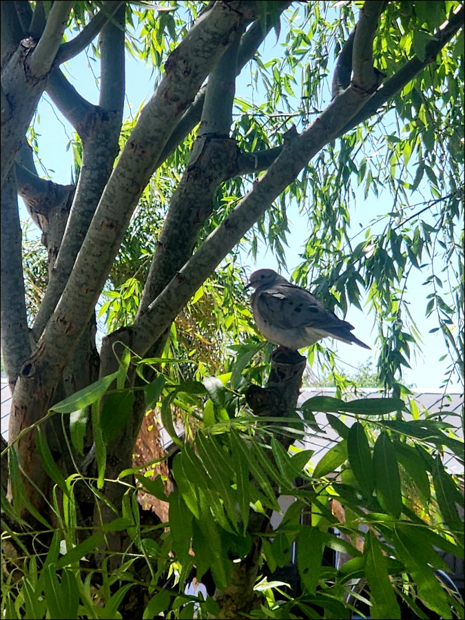 "Solitario en la rama..." de Mara Ins Hempe