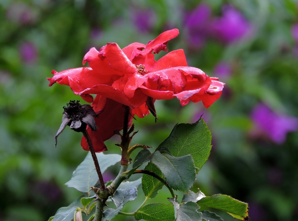 "Rosa roja" de Silvia Olliari