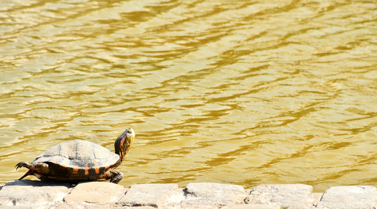 "Tomando sol" de Jose Charles Mengeon