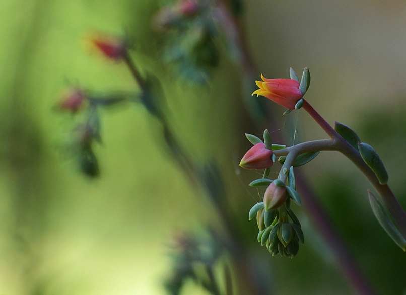 "Echeveria" de Alejandra Di Sipio