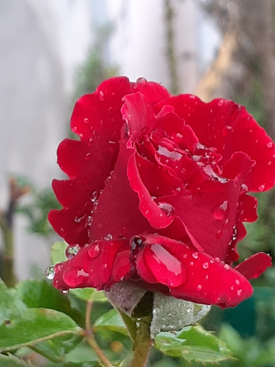 "Con gotas de lluvia" de Daniela Palma